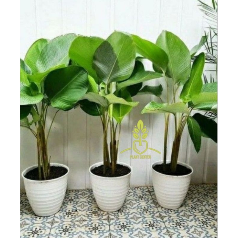 Tanaman Hias Calathea Lutea - Calathea Pisang - Pohon Pisang Calathea