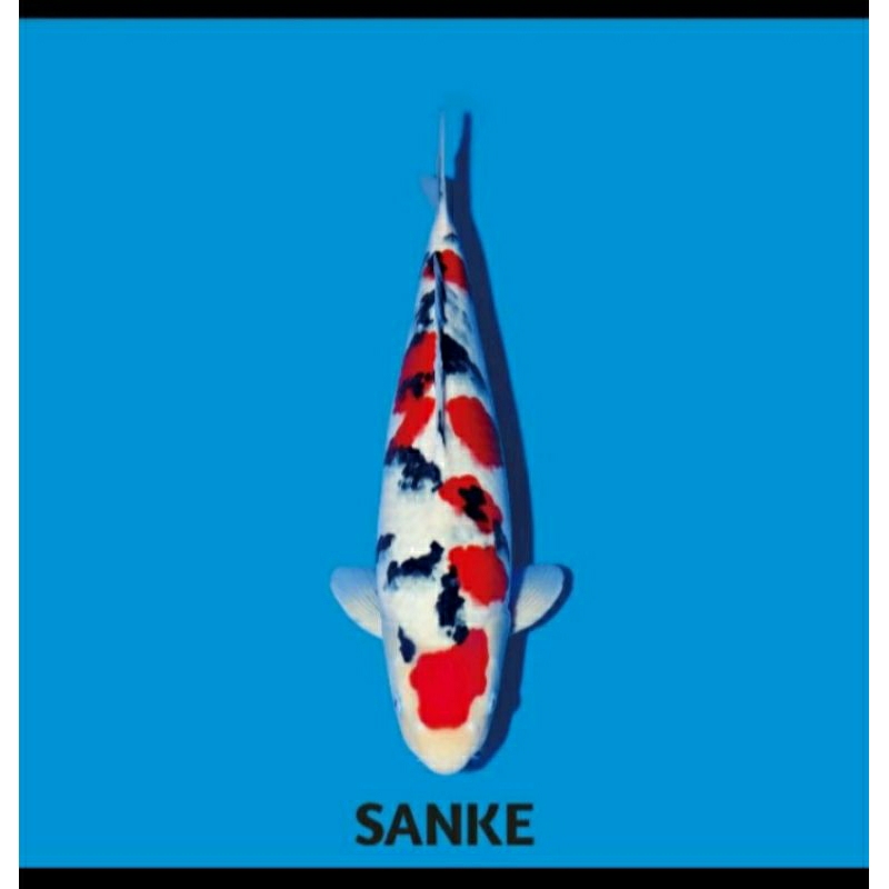 

paket 5 ekor koi sanke berkualitas grade A+