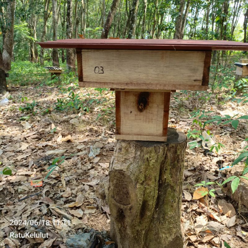 klanceng trigona itama stup toping