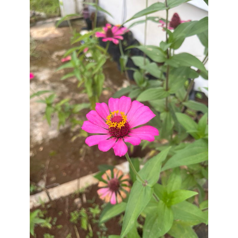 Bibit Bunga zinnia