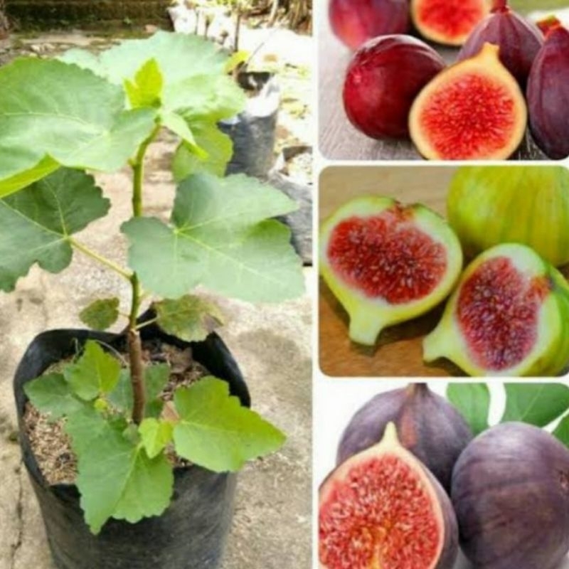 BIBIT BUAH TIN SUDAH CANGKOK SIAP BERBUAH