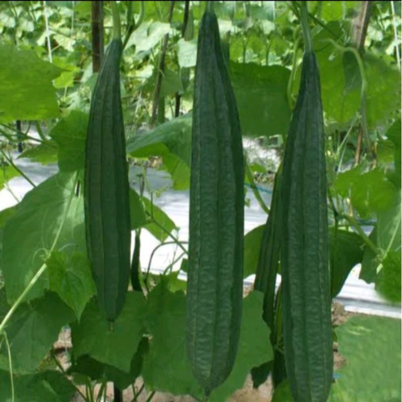 BENIH OYONG/GAMBAS PANJANG ISI 30 BIJI