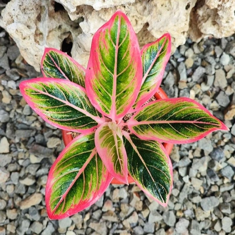 [BISA COD]Aglonema Lotus - Aglaonema hot - Lotus - Tumbuhan hias asli - tumbuhan hidup lotus- tanama