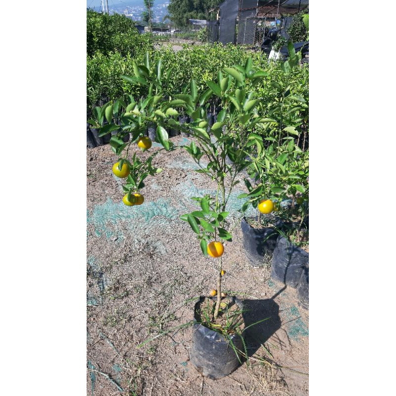 bibit jeruk kunci berbuah