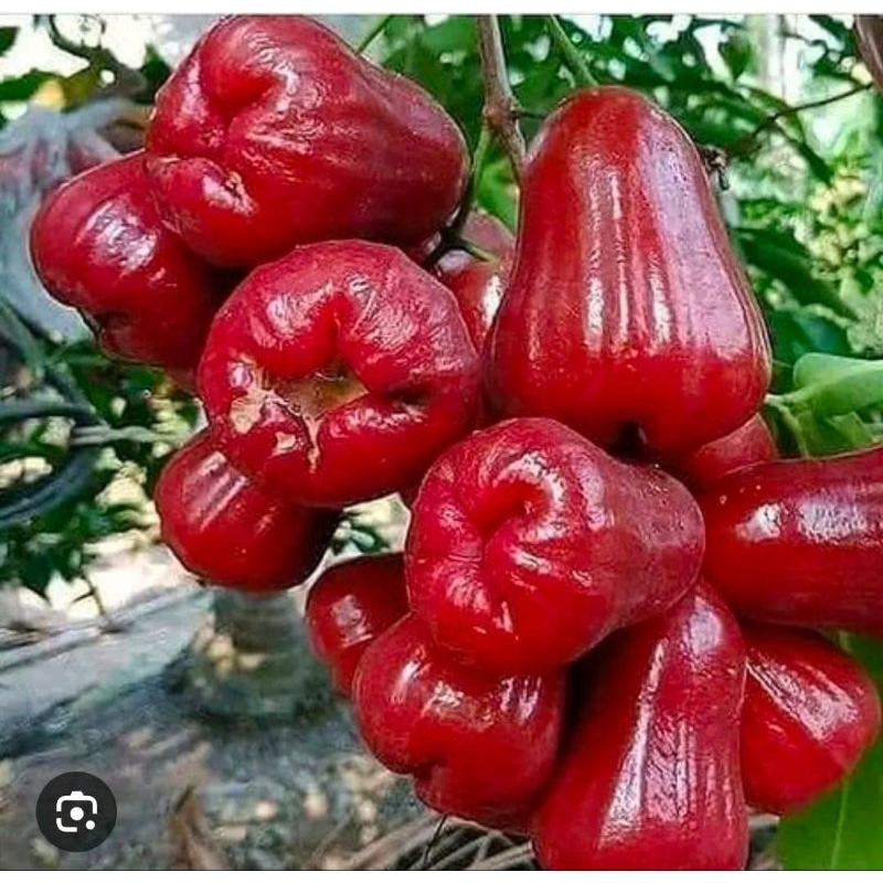

Jambu Air Merah Manis Rujak 1 Kg Segar Baru Petik Murah Segar