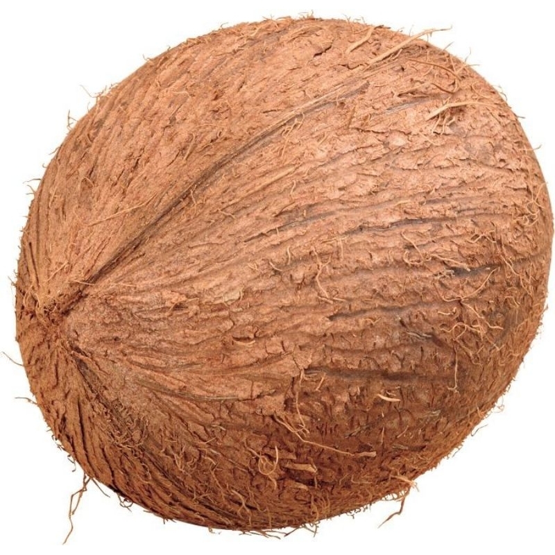 

buah kelapa tua asli