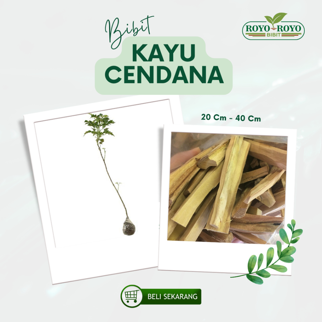bibit kayu Cendana ntt