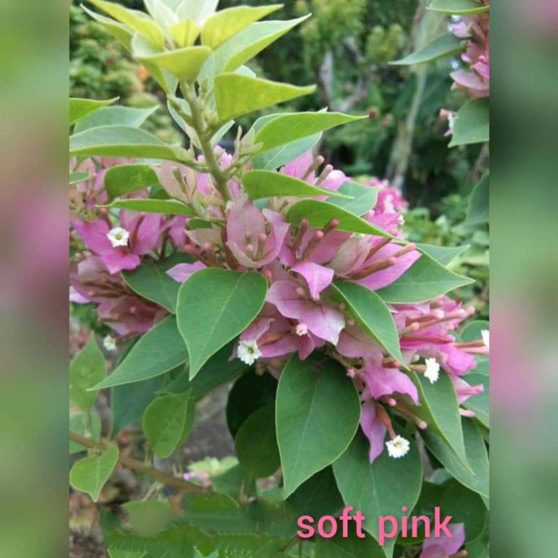Tanaman Hias Bougenville Singapore Soft Pink ORI