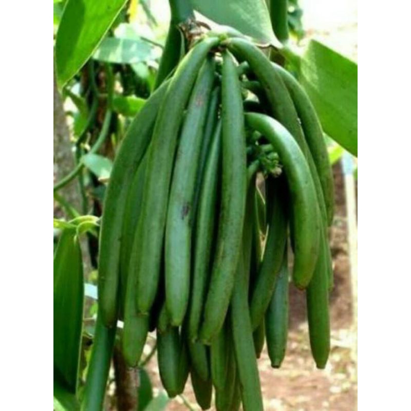 vanili planifolia stek 25 cm Bibit Vanili vanila