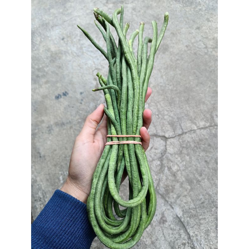 

Kacang panjang 1 ikat
