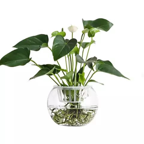 DISCOUNT Vas Kaca Bulat Mangkuk  Vas Kaca Estetik  Vas Kaca Murah  Vas Kaca Bunga