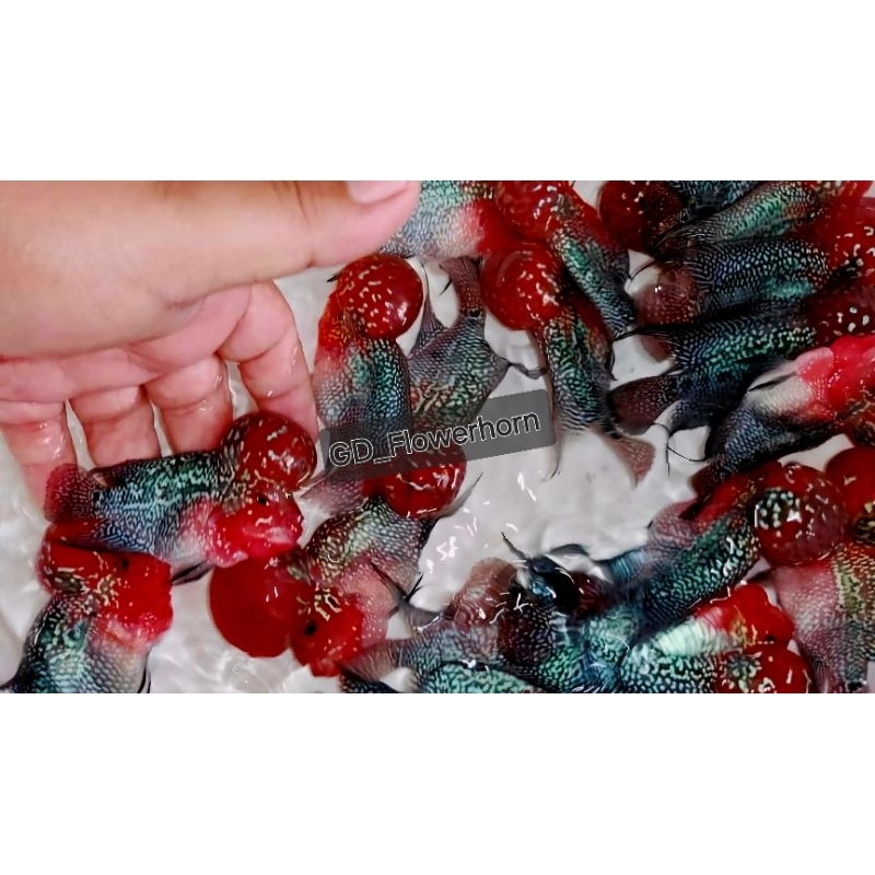 Burayak SRD Thailand