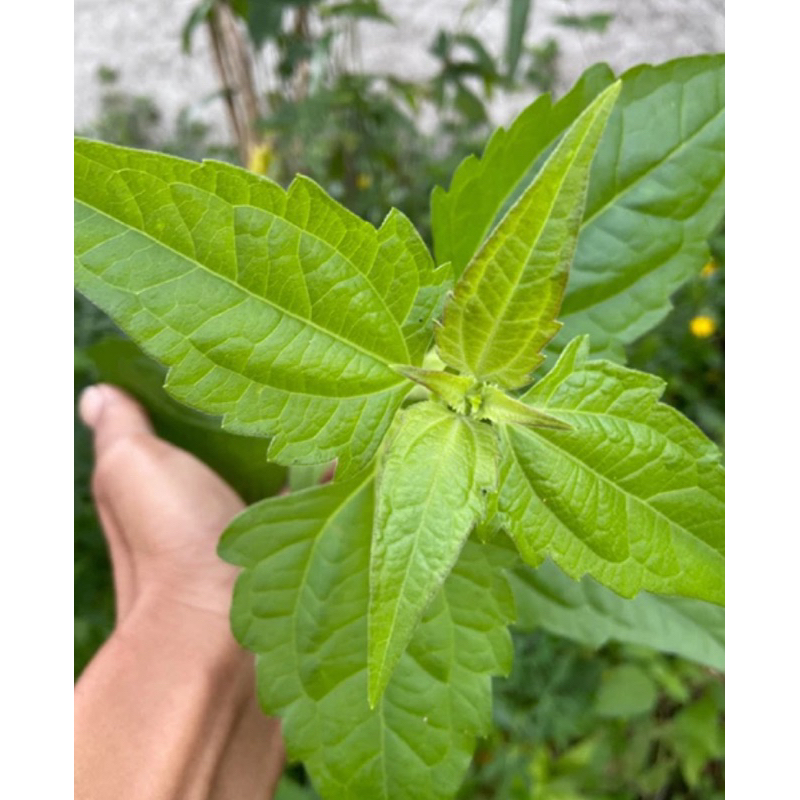 

Daun kopasanda segar daun kirinyuh segar 500 gram-az