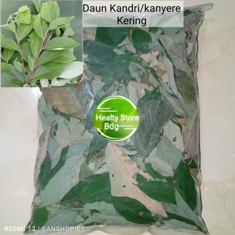 

Daun Kandri atau kanyere kering paket 50 gram