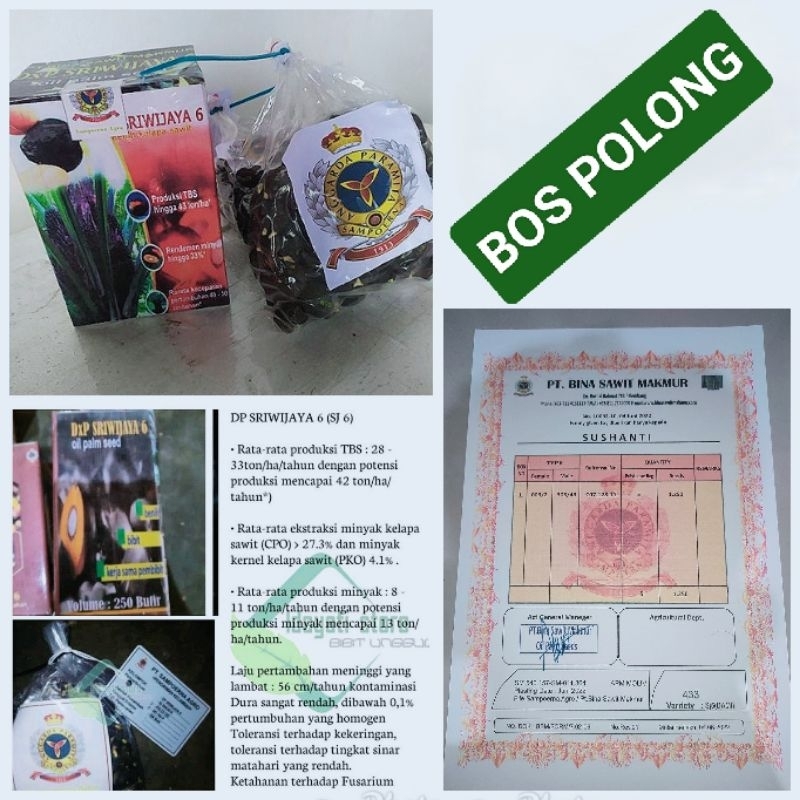 Benih DxP Sriwijaya 5 Dan 6 Bersertifikat