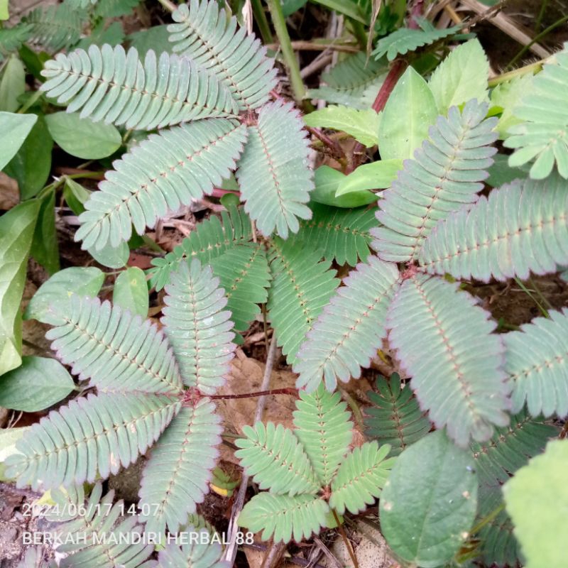 

daun putrimalu segar extract 200 gram obat tradisional