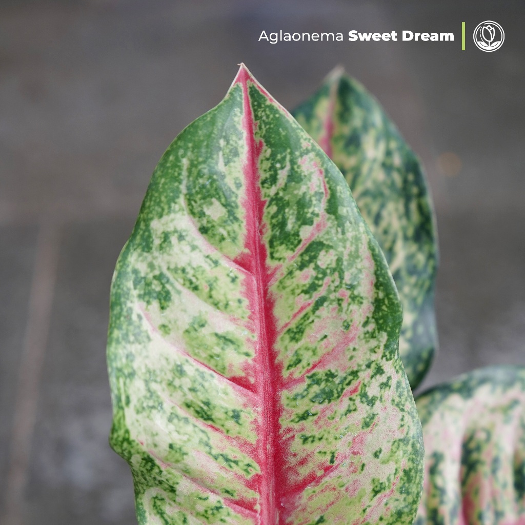 Aglonema Sweet Dream