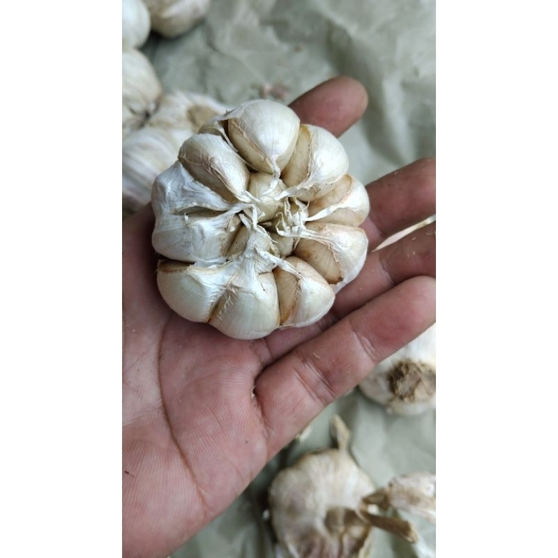 

bawang putih