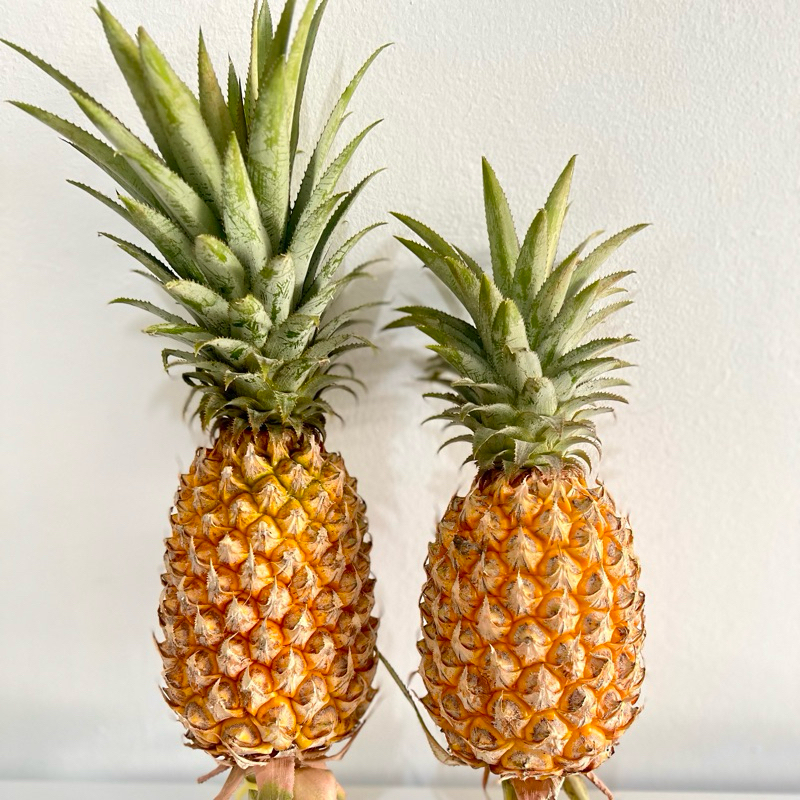 

Nenas madu tanpa pupuk kimia | Buah nanas madu | Nenas madu