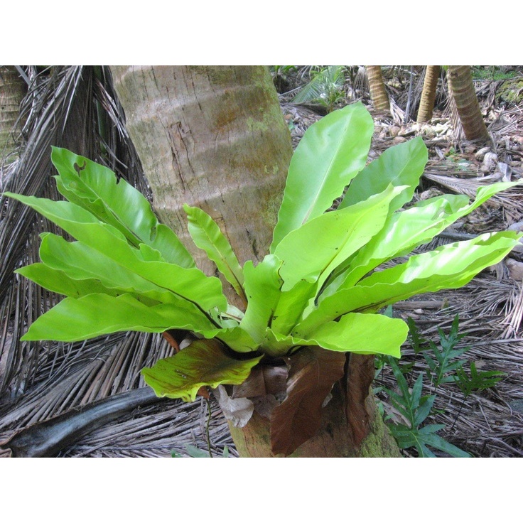 Tanaman Kadaka Hias / Kadaka Hutan Asli