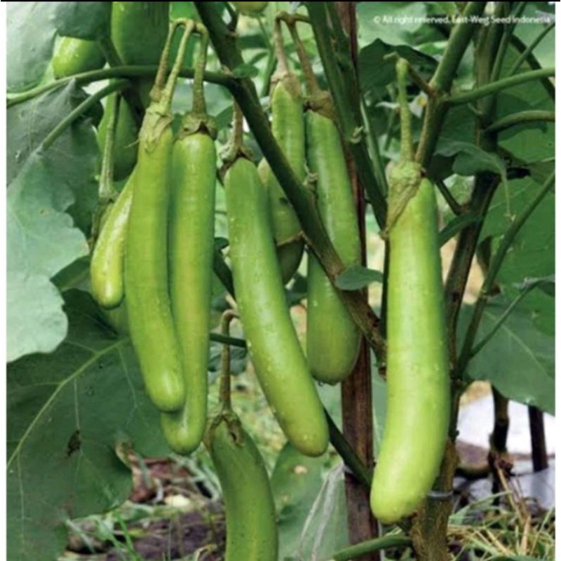 BIBIT TERONG HIJAU PANJANG