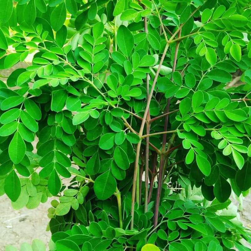 

teh celup daun kelor murni