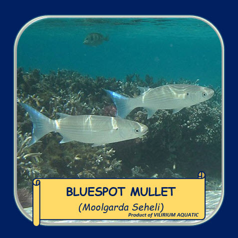 IKAN HIAS AIR TAWAR - IKAN BELANAK / BLUESPOT MULLET / MUGILIDAE