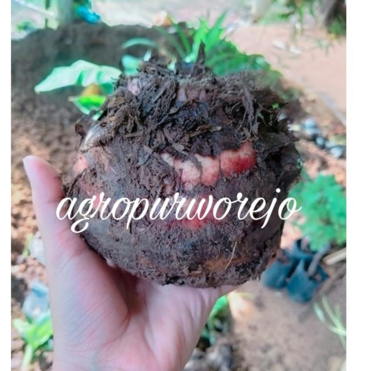 Jual Bonggol Pisang Cavendish - Belum Tumbuh Tunas