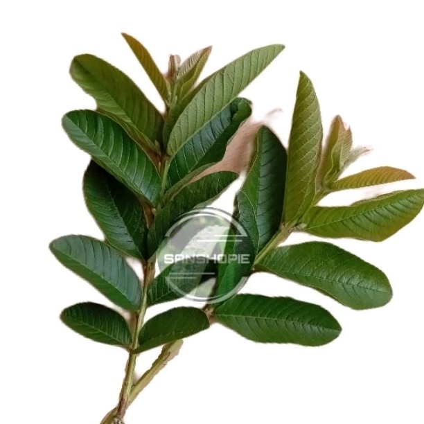 

Jual Daun jambu biji segar paket 1 kg