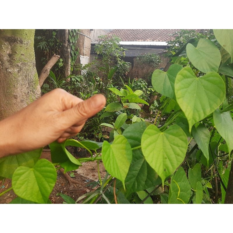 

Daun brotowali segar 20 helai