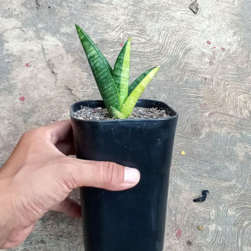 sansevieria marsha anjani varigata