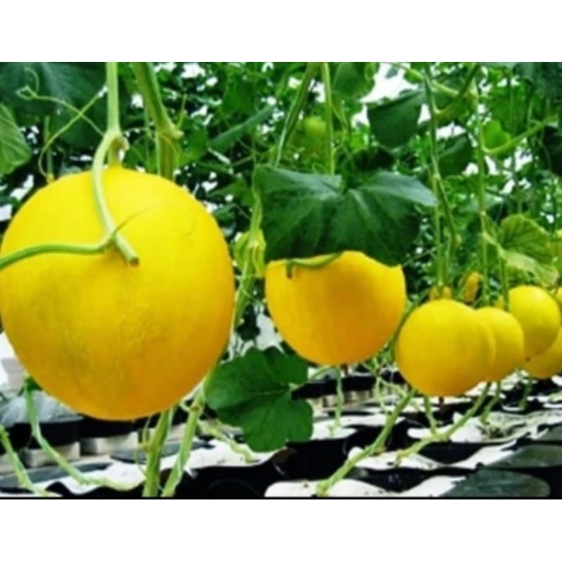 50 Benih Bibit Biji Melon Luna Golden Kuning F1 Hibrida Seeds Manis