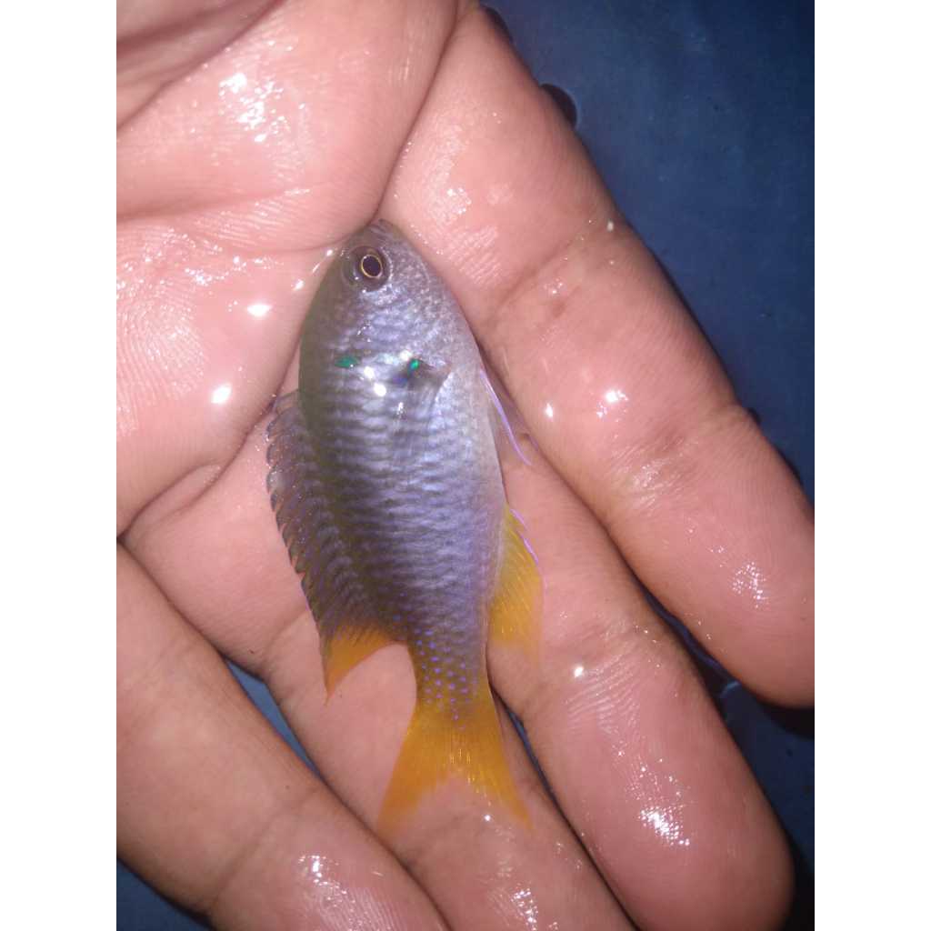 Betok Jae Jae Ekor Kuning - Yellowtail Demoiselle