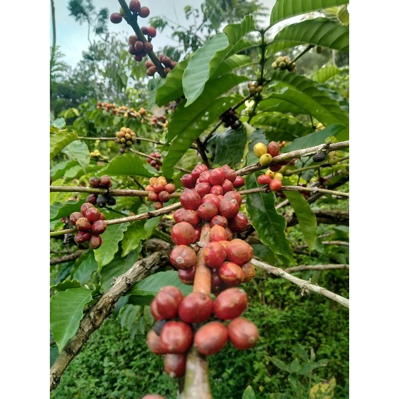

Kopi Sukawening Ciamis Jabar dari petik merah Kemasan Kecil giling bubuk sehat untuk tubuh
