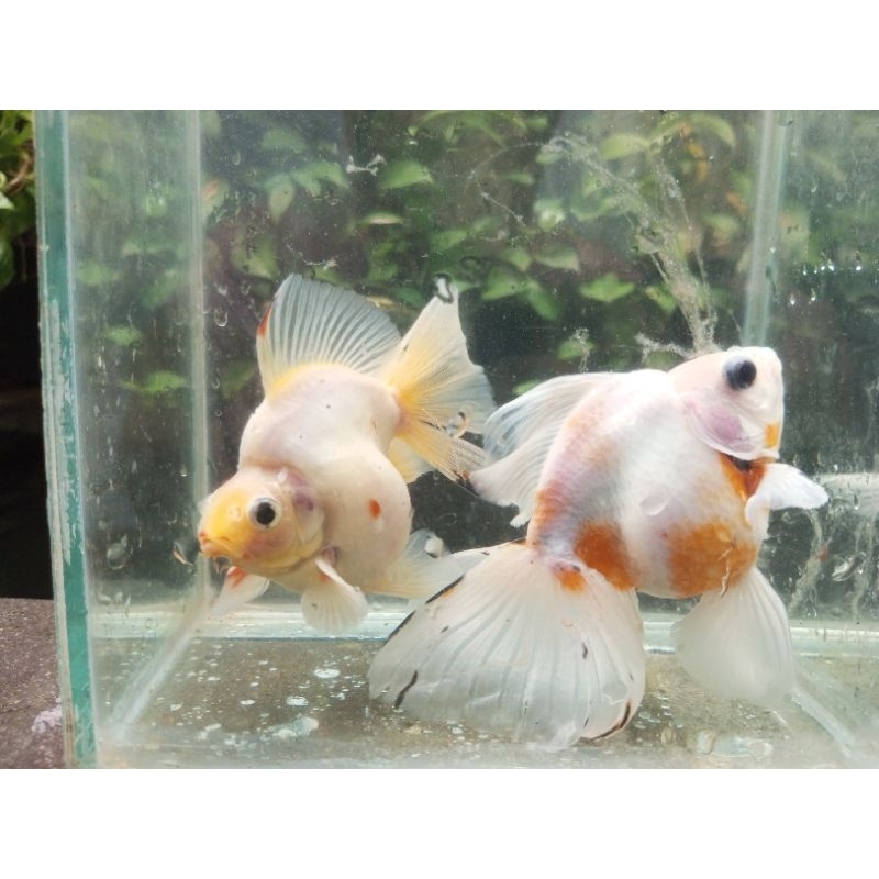 ikan mas koki ryukin longtail shorttai putihl sakura