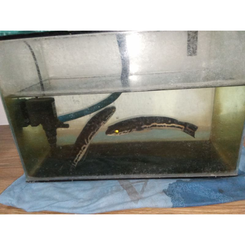 toman ukuran 20 cm up