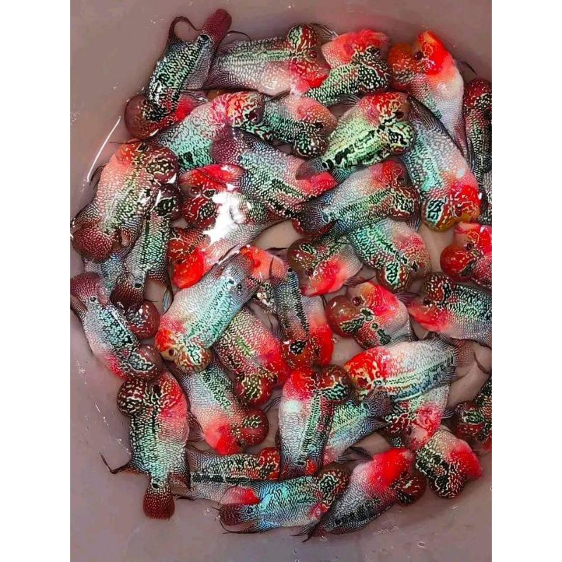 ksrd thailand - louhan srd - acsessories aquarium