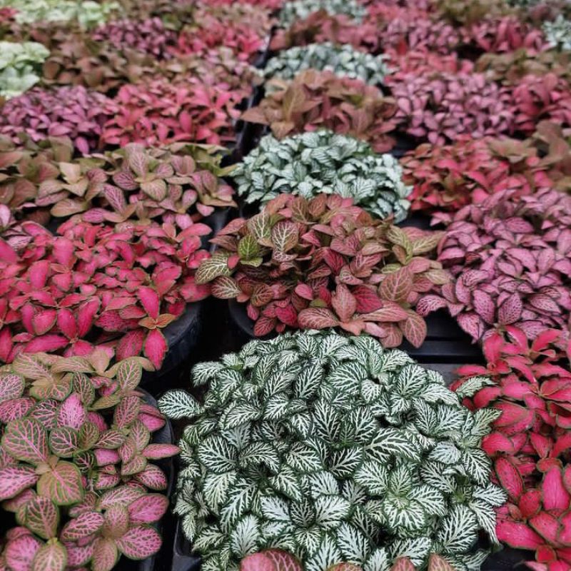 Tanaman Hias Fittonia Import Daun Fitonia mini Terarium