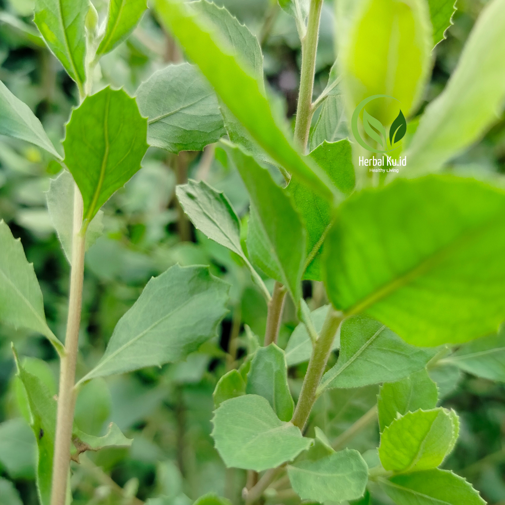 

Daun Waluntas | Beluntas Segar Isi 50 Lembar