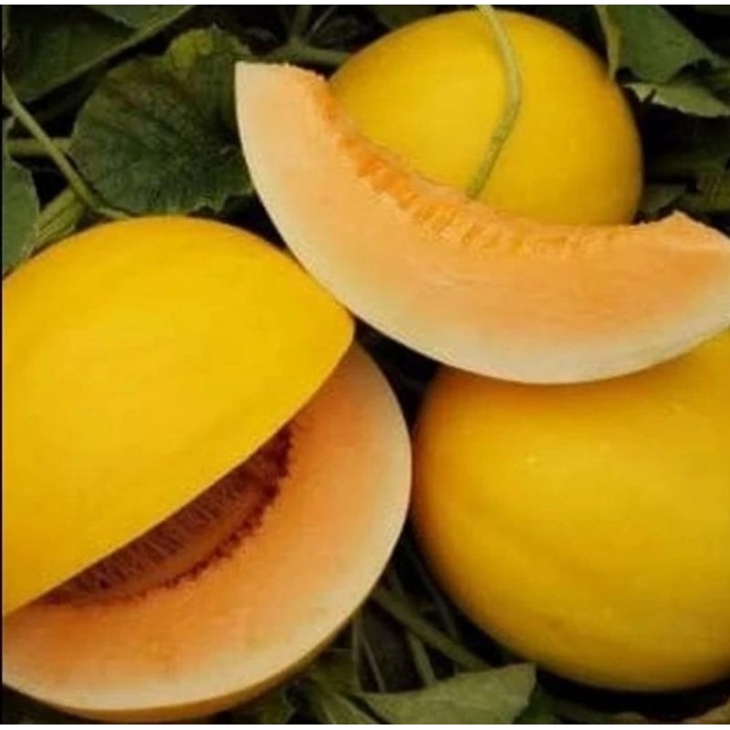 100 Benih Bibit Biji Melon GOLDEN APOLLO SWEET F1, import, Premium Hibrida Seeds Super Manis