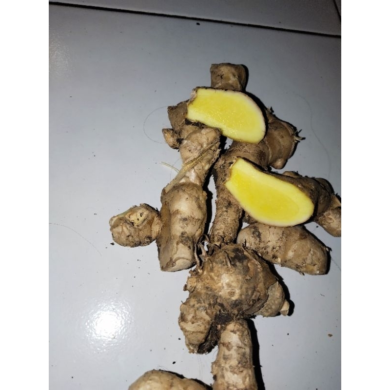 

(1 kg)temu mangga/kunyit putih fresh baru panen.