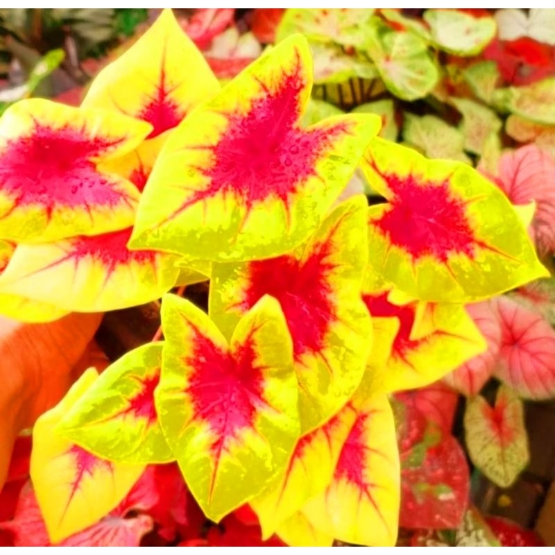 ( BISA COD ) Caladium Lemon Blush Keladi Hias Lemon Blush Tanaman Hias Keladi Murah Meriah / Keladi 