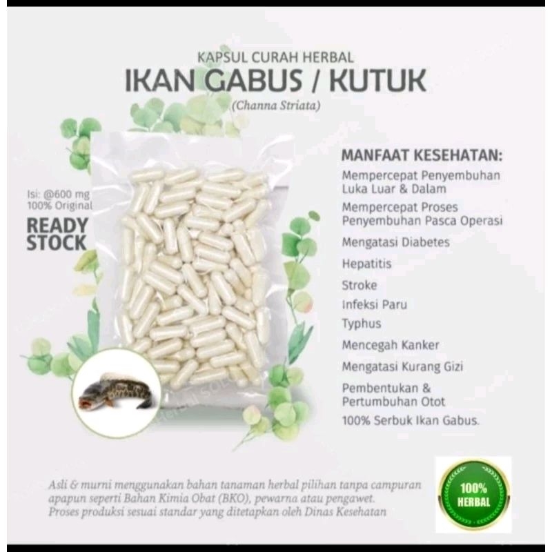 Albuplus Quality Ikan Gabus Kapsul EKSTRAK IKAN KUTUK 100% Liar Original