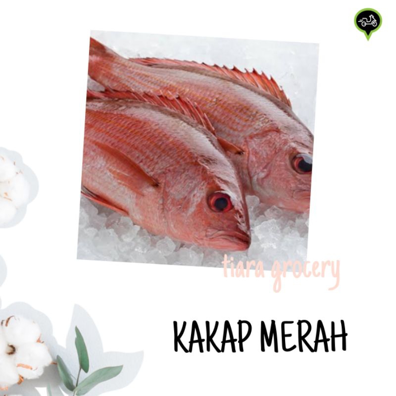 

Kakap merah