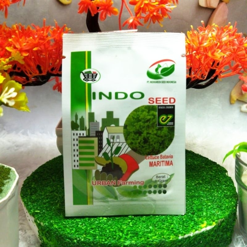 Benih Bibit Selada Batavia Maritima Enza Zaden Indo Seed 1 Gram