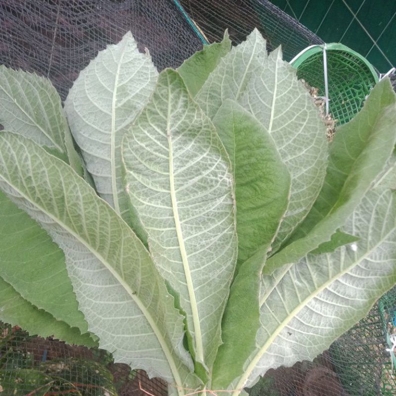 

Daun sembung segar fresh 100 g