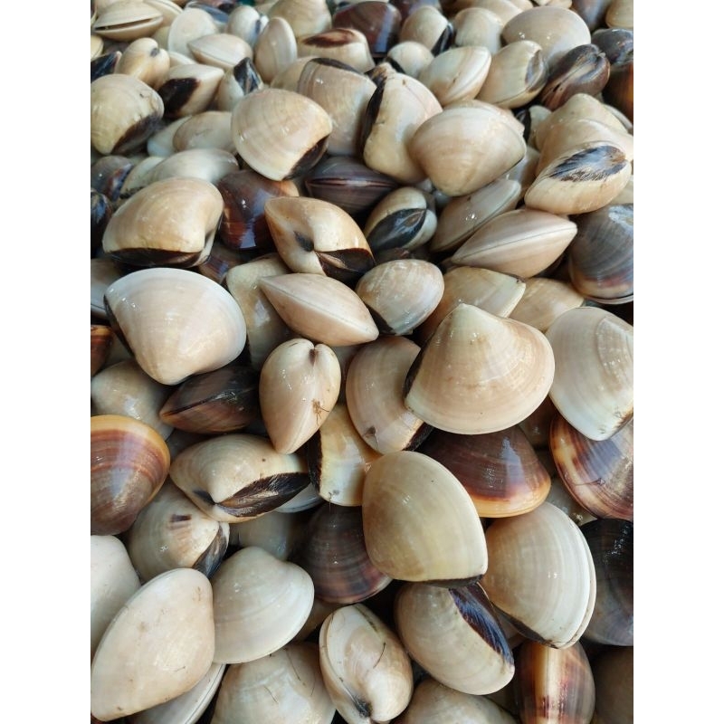 

PROMO KERANG TAHU / KEPA HIDUP 1KG