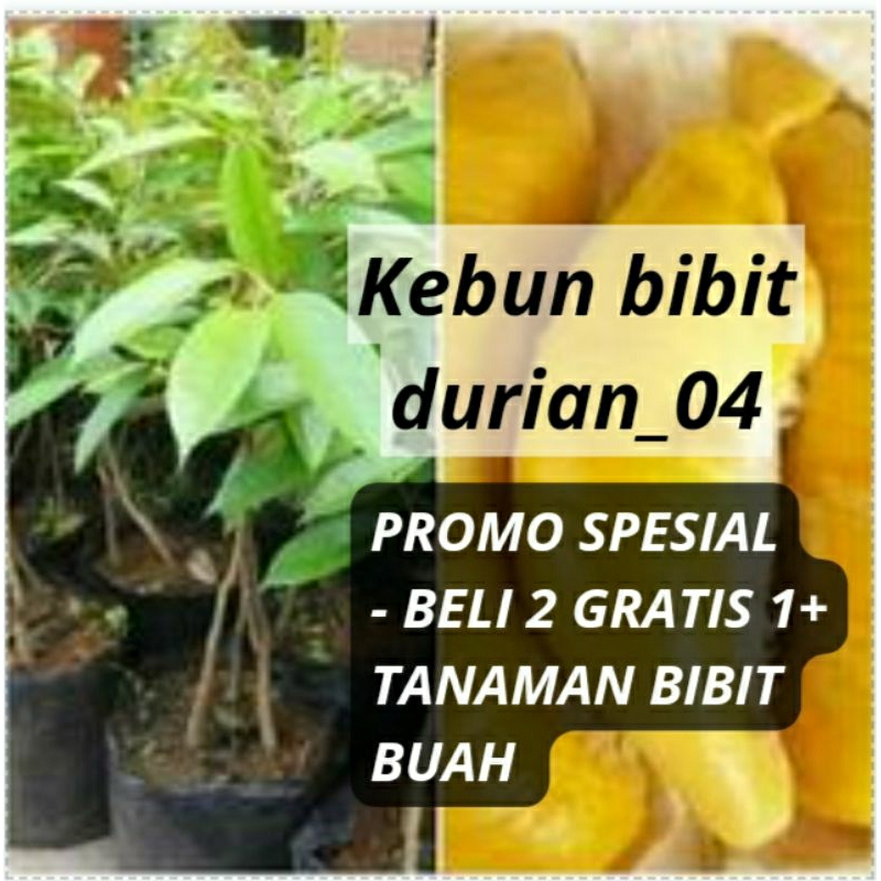 Bibit Durian Bawor Kaki 3 Hasil Okulasi / Durian Kane Kaki 3