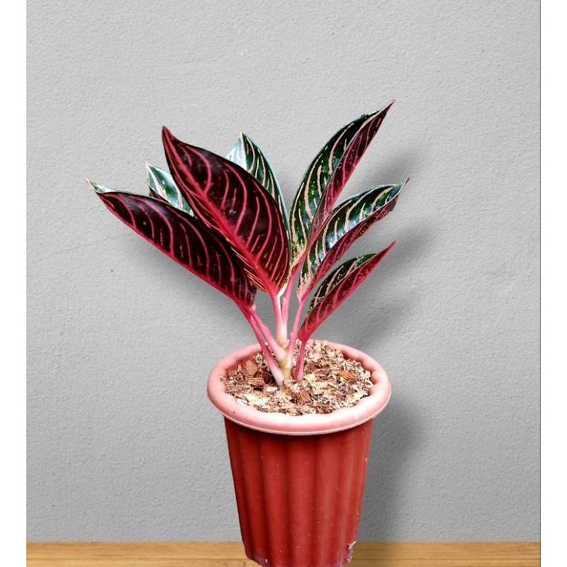 aglonema red sumatra