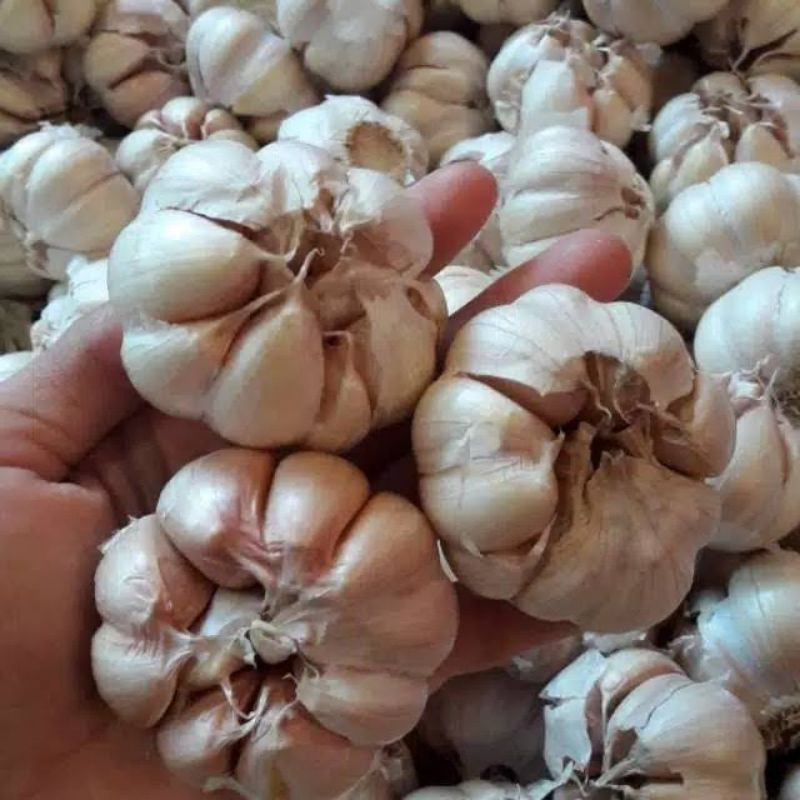 

Bawang Putih Bonggol 240-250gr per bungkus